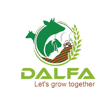 Dalfa Cattle